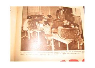 Bir fidan 50 yılda bir kazığa nasıl dönüştü?