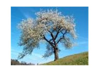 Nevruz ya da "ölümden sonraki diriliş"..