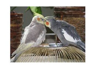 Aşık papağanlar