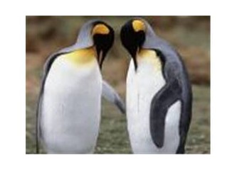 Son iki penguen