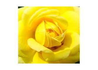 Sarı sarı, renklerin en güzeli sarı