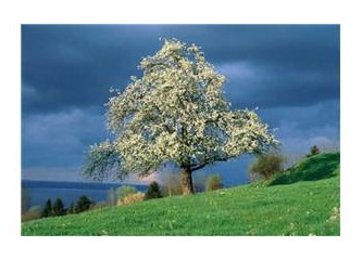 Canımın yoncası yarın ilk otobüsle sendeyim