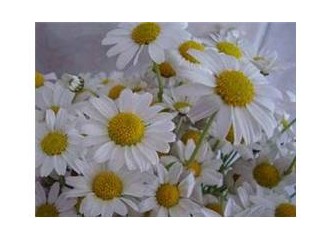 Öykü, "möykü" mü?