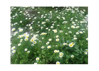 Cumhuriyetle doğmayı çok isterdim