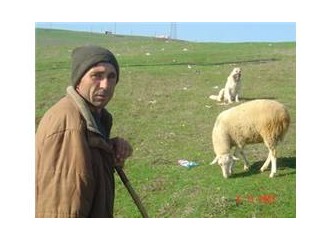 Adapazar' lı bir çobandan hayat üzerine yorumlar-1.Bölüm