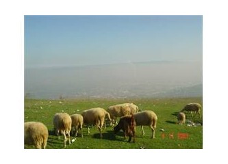 Adapazar' lı bir çobandan hayat üzerine yorumlar-2.Bölüm