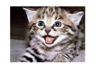 Gailesiz bir yavru kedi olsam...