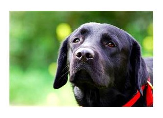 Köpekleriyle yatıp kalkan yazarlar sorunsalı