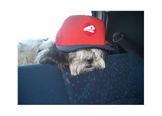 Başkapan sağolsun, evet ben de köpeğimle yatıyorum...