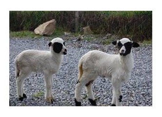 Yaşamımın kutsallığı