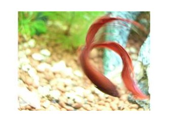 Uyanık reklamcılar ve mayo reklamları