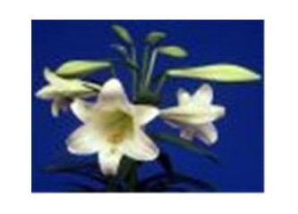 Kimlere yorum yazarız?