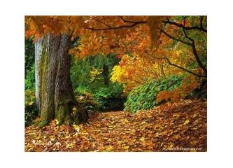 Avrupalılarla olan kültür farkımız.