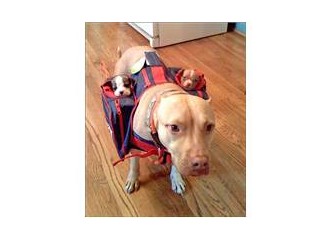 Fobileri olmalı insanın...