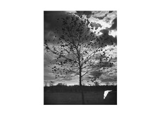 Depresif ağaç ve sonbahar