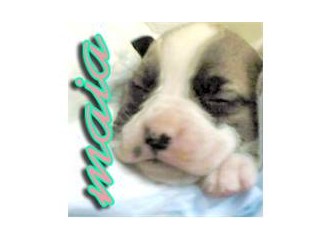 Bizim evin halleri...3