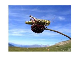 Uykuya dalmak mı, sabaha uyanmak mı, uyumadan önce hayal kurmak mı güzel?
