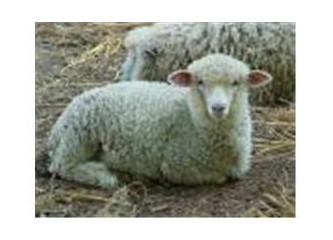 Kesmeyin kurban olayım…