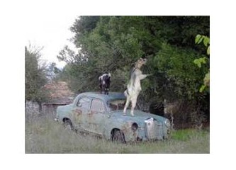Doğan görünümlü şahin..
