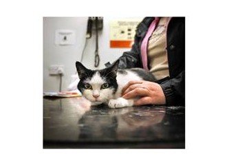 İpucu 6 – Hastalık anında kedinizi ne zaman veteriner hekime götürmelisiniz?