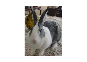 Tavşanın kulakları neye benzer?
