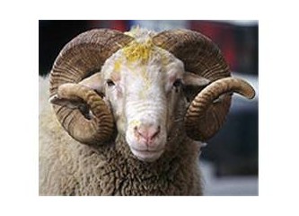 Kurban keserken nelere dikkat edilmelidir!