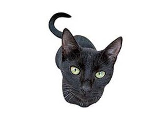 Kara kedi geçmesi niçin uğursuzluk getirir?
