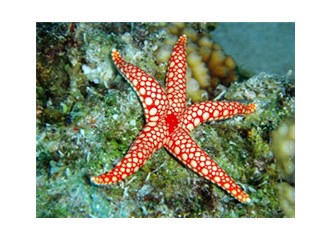 Dostlar  bir deniz yıldızı da siz atarmısınız?