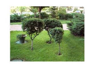 Muradımız nedir?