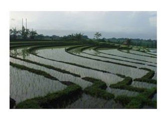Bali gezi notları