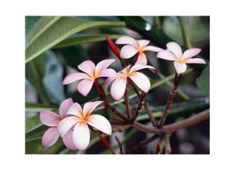 Yeni yılda eskilerden bir buket