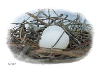 Kumru (Streptopelia Decaocto)