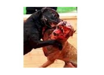 Taşları bağlamışlar köpekleri salmışlar!