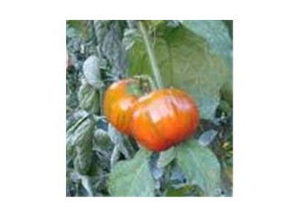 ABD ve İsrail'den alınan domates tohumları ve YÖK