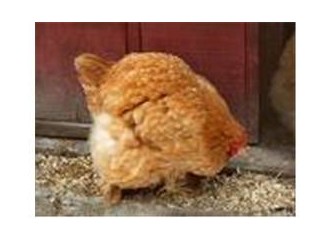 Kıçımızdaki yumurta
