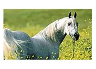 Sırada at gribi mi var