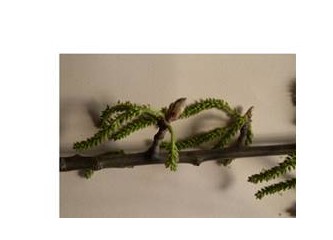 Basur (Hemoroit), bitkilerle tedavi