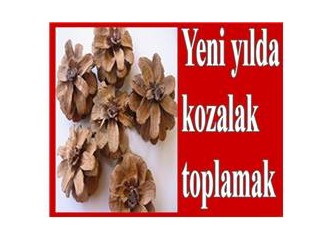 Yeni yılda kozalak toplamak...