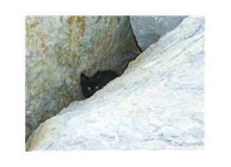 Alkış, koş, coş; deli!...