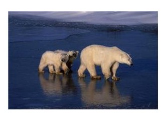 Greenpeace'den mesaj var! "Kömürden kurtul, iklimi kurtar"