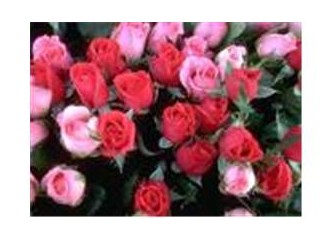 Dünyada kadının durumu