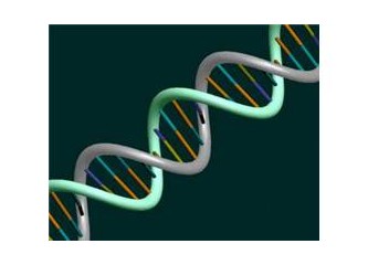 DNA, Gen, Kromozom ve Mutasyon