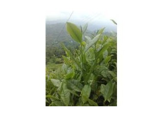 Çay