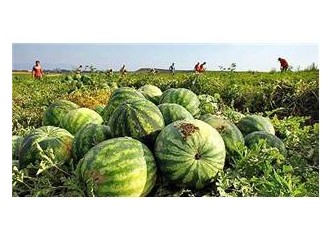 Karpuz yine tarlada kaldı!!