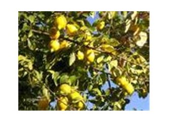 Gecekondu bahçeleri ve limon ağaçları