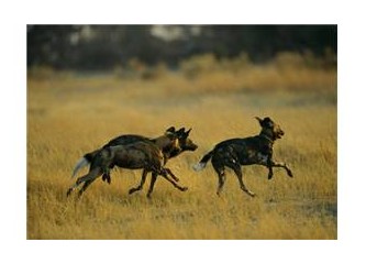 Sokak köpeği severlik nereye kadar?