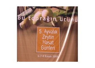 Zeytin hasat günleri