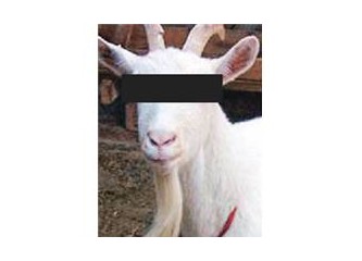 Tecavüz ettikleri keçiyle evlenecekler (!)