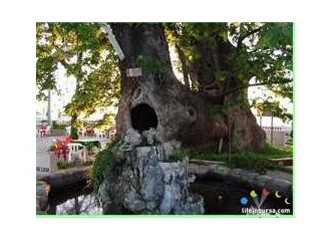 Bin yıllık çınar, iki günlük mantar.