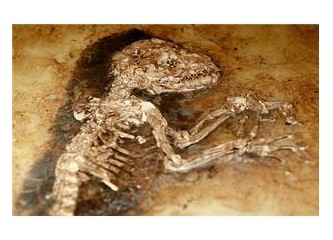 47 milyon fosil yaşındaki maymun (Lemur)